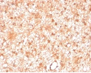Formalin-fixed, paraffin-embedded human brain stained with PKC iota Antibody (PRKCI/4911) - Azide and BSA Free.