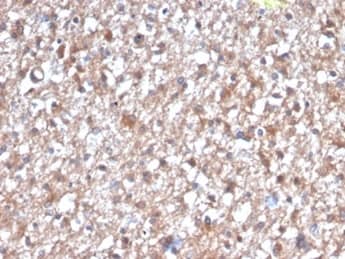 Formalin-fixed, paraffin-embedded human brain stained with PKC iota Antibody (PRKCI/4912) - Azide and BSA Free.