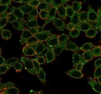 Immunofluorescence Analysis of PFA-fixed HeLa cells stained using ERK2 Antibody (PCRP-MAPK1-1D1) - Azide and BSA Free (PCRP-MAPK1-1D1)followed by goat anti-mouse IgG-CF488. Membrane stained with phalloidin.