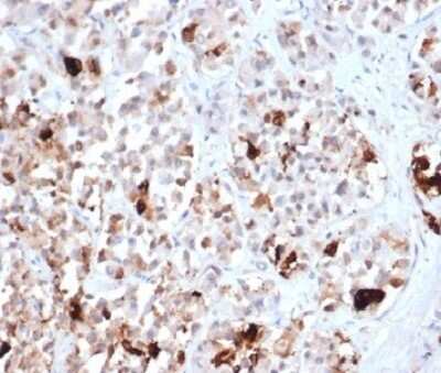 Immunohistochemistry-Paraffin: Prolactin Antibody (PRL/4906R) - Azide and BSA Free [NBP3-14158] - Formalin-fixed, paraffin-embedded human pituitary stained with Prolactin antibody (PRL/4906R).