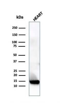 Western Blot: Resistin Antibody (RETN/4324) - Azide and BSA Free [NBP3-14159] - Western Blot Analysis of human heart tissue lysate using Resistin antibody (RETN/4324).