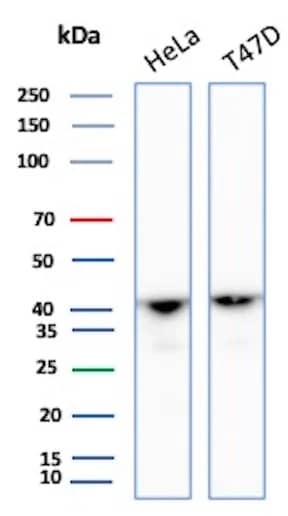 Western Blot Analysis of HeLa, T47D lysate using Actin Antibody (ACTA1/360) - Azide and BSA Free