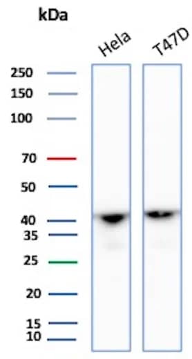 Western Blot Analysis of HeLa, T47D lysate using Actin Antibody (ACTA1/360) - Azide and BSA Free
