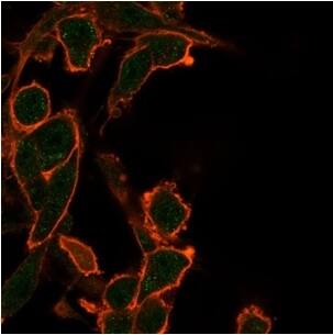 Immunofluorescence Analysis of PFA-fixed U87 cells stained using BCL-W/BCL2L2 Antibody (PCRP-BCL2L2-1A4) - Azide and BSA Free followed by goat anti-mouse IgG-CF488 (green). CF640R phalloidin (red).