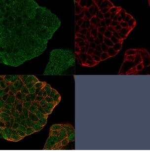Immunofluorescence Analysis of PFA-fixed MCF-7 cells stained using BCL-W/BCL2L2 Antibody (PCRP-BCL2L2-1A4) - Azide and BSA Free followed by goat anti-mouse IgG-CF488 (green). CF640R phalloidin (red).