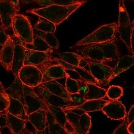 Immunofluorescence Analysis of PFA-fixed HeLa cells stained using RXR gamma/NR2B3 Antibody (PCRP-RXRG-5H4) - Azide and BSA Free followed by goat anti-mouse IgG-CF488 (green). CF640R phalloidin (red).