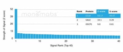 Formalin-fixed, paraffin-embedded human adrenal gland stained with CCL8/MCP-2 Antibody (CCL8/3312) - Azide and BSA Free.