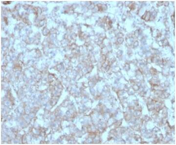 Formalin-fixed, paraffin-embedded human adrenal gland stained with CCL8/MCP-2 Antibody (CCL8/3312) - Azide and BSA Free.