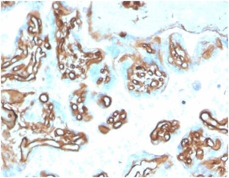 Formalin-fixed, paraffin-embedded human placenta stained with Alpha Fodrin Antibody (SPTAN1/3505) - Azide and BSA Free.