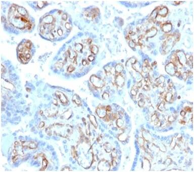Formalin-fixed, paraffin-embedded human placenta stained with Alpha Fodrin Antibody (SPTAN1/3506) - Azide and BSA Free.