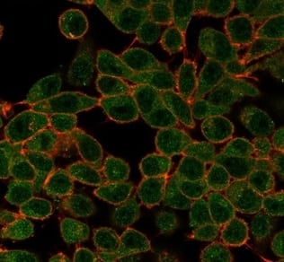 Immunofluorescence Analysis of PFA-fixed HeLa cells stained using Serum Response Factor SRF Antibody (PCRP-SRF-1F1) - Azide and BSA Free followed by goat anti-mouse IgG-CF488 (green). CF640R phalloidin (red).