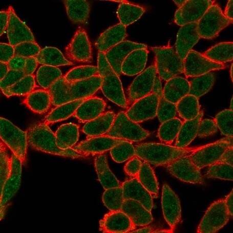 Immunofluorescence Analysis of PFA-fixed HeLa cells. Cytoplasmic P-bodies and nucleoplasm stained using Argonaute 3 Antibody (PCRP-AGO3-1C5) - Azide and BSA Free
