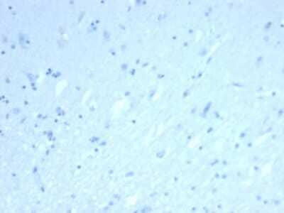 Immunohistochemistry-Paraffin: ERG Antibody (rERG/6843) - Azide and BSA Free [NBP3-14204] - IHC analysis of formalin-fixed, paraffin-embedded human brain. Negative tissue control using ERG antibody (rERG/6843) at 2ug/ml in PBS for 30min RT. HIER: Tris/EDTA, pH9.0, 45min. HRP-polymer, 30min. DAB, 5min.