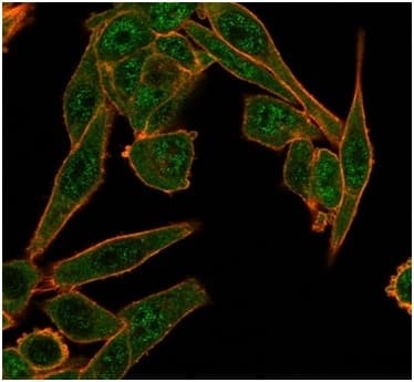 Immunofluorescence analysis of PFA-fixed HeLa cells. HDAC6 Antibody (PCRP-HDAC6-1A4) - Azide and BSA Free followed by goat anti-mouse IgG-CF488 (green).