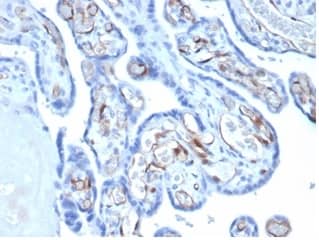Formalin-fixed, paraffin-embedded human placenta stained with FABP4/A-FABP Antibody (FABP4/4422) - Azide and BSA Free.