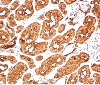 Formalin-fixed, paraffin-embedded human kidney stained with Aldehyde Dehydrogenase 1-A1/ALDH1A1 antibody (ALDH1A1/7011R). HIER: Tris/EDTA, pH9.0, 45min. Secondary: HRP-polymer, 30min. DAB, 5min.