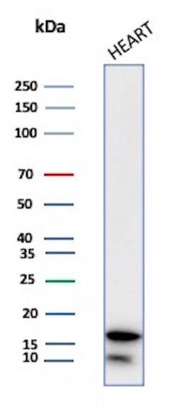 Western Blot Analysis of human Heart tissue lysate using FABP3/H-FABP Antibody (FABP3/3430) - Azide and BSA Free.