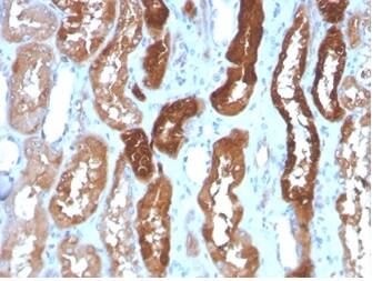 Formalin-fixed, paraffin-embedded human kidney stained with FABP3/H-FABP Antibody (FABP3/3430) - Azide and BSA Free.