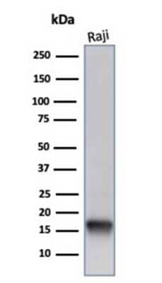 Western Blot: FABP5/E-FABP Antibody (FABP5/6353R) - Azide and BSA Free [NBP3-14216] - Western blot analysis of Raji cell lysate using FABP5/E-FABP antibody (FABP5/6353R).
