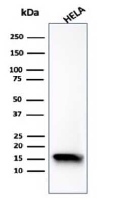 Western Blot: FABP5/E-FABP Antibody (FABP5/6353R) - Azide and BSA Free [NBP3-14216] - Western blot analysis of HeLa cell lysate using FABP5/E-FABP antibody (FABP5/6353R).