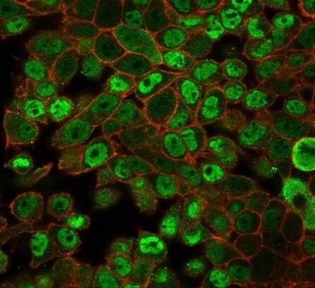 Immunofluorescence analysis of PFA-fixed HeLa cells. JAZF1 Antibody (PCRP-JAZF1-1C2) - Azide and BSA Free followed by goat anti-mouse IgG-CF488 (green). CF640A phalloidin (red).