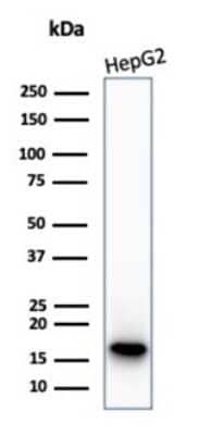 Western Blot: p16INK4a/CDKN2A Antibody (CDKN2A/4844R) - Azide and BSA Free [NBP3-14223] - Western blot analysis of HepG2 cell lysate using p16INK4a/CDKN2A antibody (CDKN2A/4844R).