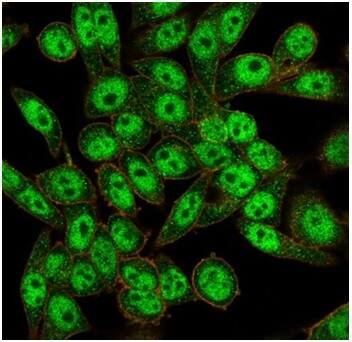 Immunofluorescence analysis of PFA-fixed HeLa cells. FOXI1 Antibody (PCRP-FOXL1-1F8) - Azide and BSA Free followed by goat anti-mouse IgG-CF488 (green). CF640A phalloidin (red).