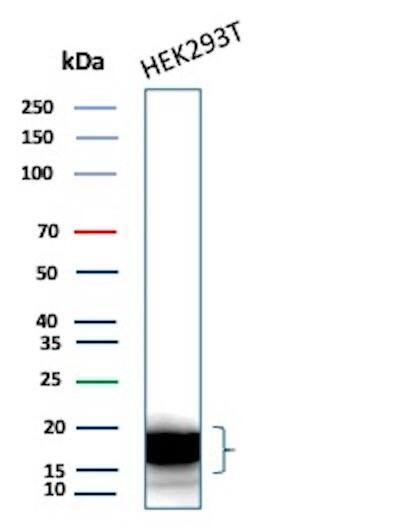 Western Blot Analysis of HEK293T cell lysate using p16INK4a/CDKN2A Antibody (CDKN2A/7081R) - Azide and BSA Free.