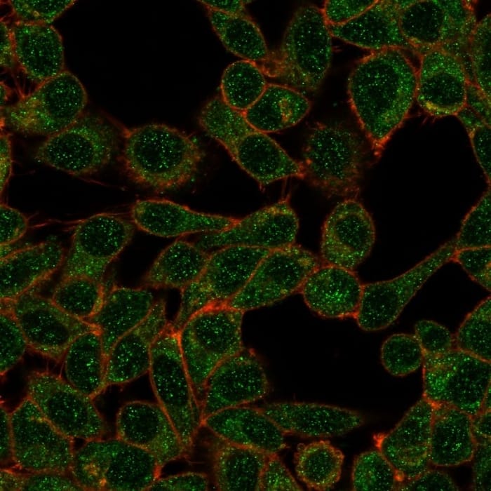 Immunofluorescent analysis of PFA-fixed HeLa cells. IRF9 Antibody (PCRP-IRF9-2F8) - Azide and BSA Free followed by goat anti-mouse IgG-CF488 (green); counterstain (red).