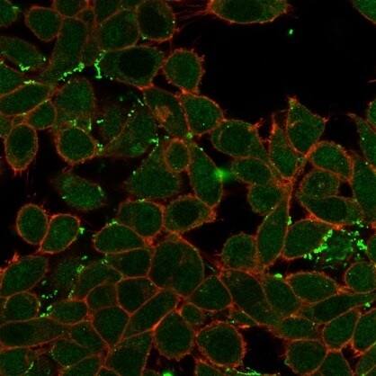 Immunofluorescence analysis of PFA-fixed HeLa cells. ZNF358 Antibody (PCRP-ZNF358-1A6) - Azide and BSA Free followed by goat anti-mouse IgG-CF488 (green). CF640A phalloidin (red).