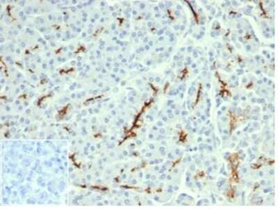 Immunohistochemistry-Paraffin: CFTR Antibody (CFTR/6477R) - Azide and BSA Free [NBP3-14242] - Formalin-fixed, paraffin-embedded human pancreas stained with CFTR antibody (CFTR/6477R). Inset: PBS instead of primary, secondary negative control.