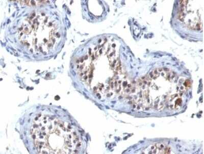 Immunohistochemistry-Paraffin: GCET2 Antibody (HGAL/830) - Azide and BSA Free [NBP3-14261] - Formalin-fixed, paraffin-embedded human testis stained with GCET2 antibody (HGAL/830).
