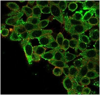 Immunofluorescence Analysis of PFA-fixed HeLa cells stained using CNOT10 Antibody (PCRP-CNOT10-1D5) - Azide and BSA Free