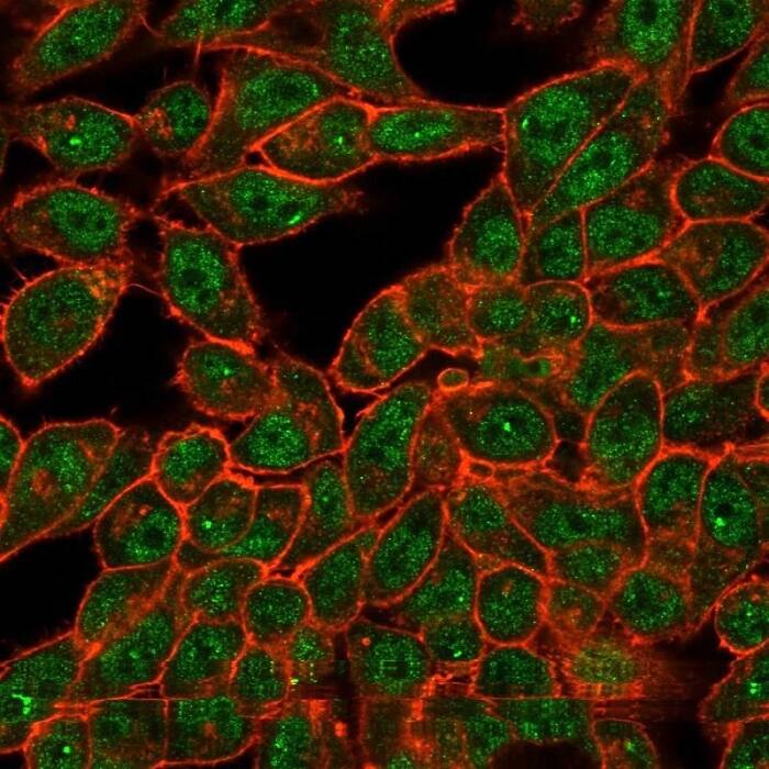 Immunofluorescence Analysis of PFA-fixed HeLa cells. CUGBP2 Antibody (PCRP-CELF2-1E4) - Azide and BSA Free followed by goat anti-mouse IgG-CF488 (green). CF640A-phalloidin (red).
