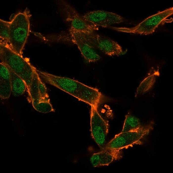 Immunofluorescence Analysis of U87 cells using CUGBP2 Antibody (PCRP-CELF2-1E4) - Azide and BSA Free followed by goat anti-mouse IgG-CF488 (green). CF640A phalloidin (red).