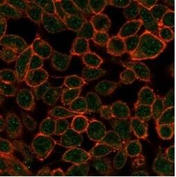 Immunofluorescence analysis of PFA-fixed HeLa cells. TDRKH Antibody (PCRP-TDRKH-1H2) - Azide and BSA Free followed by goat anti-mouse IgG-CF488 (green). CF640A phalloidin (red).