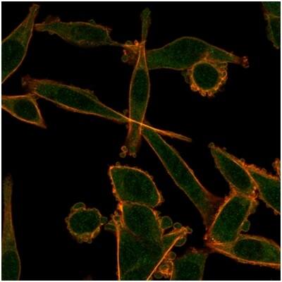 Immunofluorescence analysis of PFA-fixed HeLa cells. KLF12 Antibody (PCRP-KLF12-1E3) - Azide and BSA Free followed by goat anti-mouse IgG-CF488 (green).