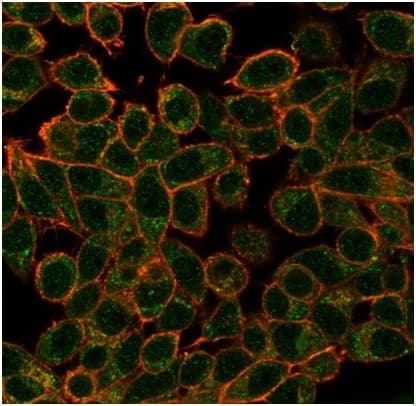Immunofluorescence analysis of PFA-fixed HeLa cells. GCR2 Antibody (PCRP-ECD-1D10) - Azide and BSA Free followed by goat anti-mouse IgG-CF488 (green).