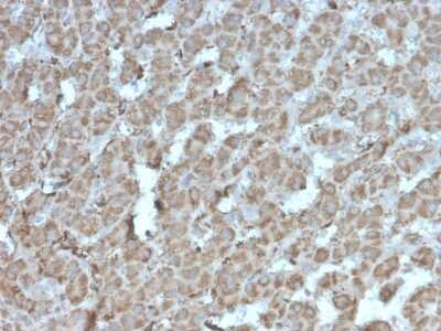 Immunohistochemistry-Paraffin: TOP1MT Antibody (rTOP1MT/488) - Azide and BSA Free [NBP3-14279] - Formalin-fixed, paraffin-embedded human liver stained with TOP1MT antibody (rTOP1MT/488).