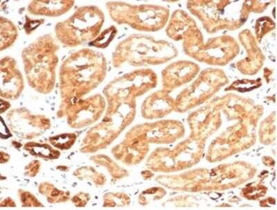 Immunohistochemistry-Paraffin: AKR1B1 Antibody (AKR1B1/7009R) - Azide and BSA Free [NBP3-14283] - Formalin-fixed, paraffin-embedded human kidney stained with AKR1B1 antibody (AKR1B1/7009R).