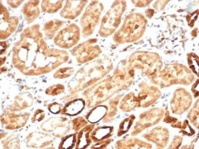 Immunohistochemistry-Paraffin: AKR1B1 Antibody (AKR1B1/7010R) - Azide and BSA Free [NBP3-14284] - Formalin-fixed, paraffin-embedded human kidney stained with AKR1B1 antibody (AKR1B1/7010R). HIER: Tris/EDTA, pH9.0, 45min. HRP-polymer, 30min. DAB, 5min.