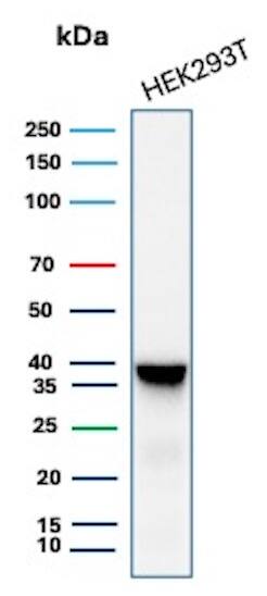 Western blot analysis of HEK293T lysate using AKR1B1 Antibody (AKR1B1/7010R) - Azide and BSA Free. 