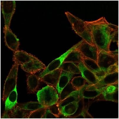 Immunofluorescence Analysis of PFA-fixed HeLa cells stained using Sirtuin 3/SIRT3 Antibody (PCRP-SIRT3-1C10) - Azide and BSA Free followed by goat anti-mouse IgG-CF488 (blue); isotype control (red).