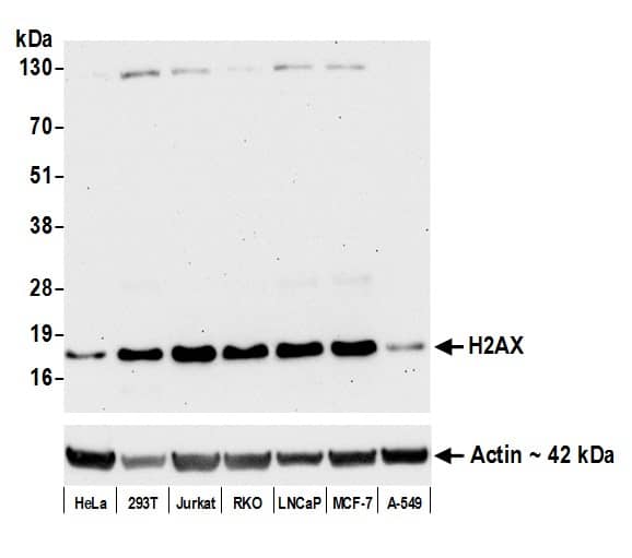 Western Blot;Histone H2AX Antibody (BLR059F)  Whole cell lysate (50 µg) from HeLa, HEK293T, Jurkat, RKO, LNCaP, MCF-7, and A-549 cells prepared using NETN lysis buffer. Antibody: Rabbit anti-H2AX recombinant monoclonal antibody   used at 1:1000. Secondary: HRP-conjugated goat anti-rabbit IgG . Detection: Chemiluminescence with an exposure time of 30 seconds. Lower Panel: Rabbit anti-Actin.