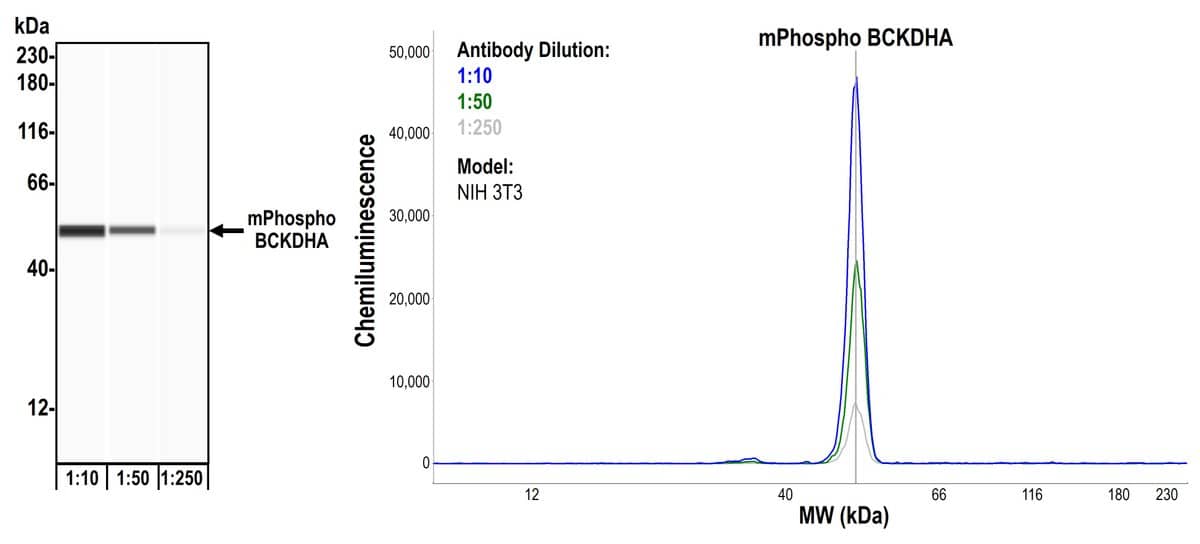 Simple Western: BCKDHA Antibody [NBP3-14681] - Detection of mouse pBCKDHA (S292) by Simple Western™. Samples: Whole cell lysate (0.4 mg/mL) from NIH 3T3 cells prepared using NETN lysis buffer. Antibody: Rabbit anti-Phospho BCKDHA (S292) recombinant monoclonal antibody [BLR060F] (NBP3-14681) used at 1:10, 1:50, and 1:250. Separation and Detection: SallySue ProteinSimple instrument with the 12-230 kDa separation module and anti-Rabbit detection module. Left Panel: Virtual Lane View. Right Panel: Electropherogram. Image validated internally.