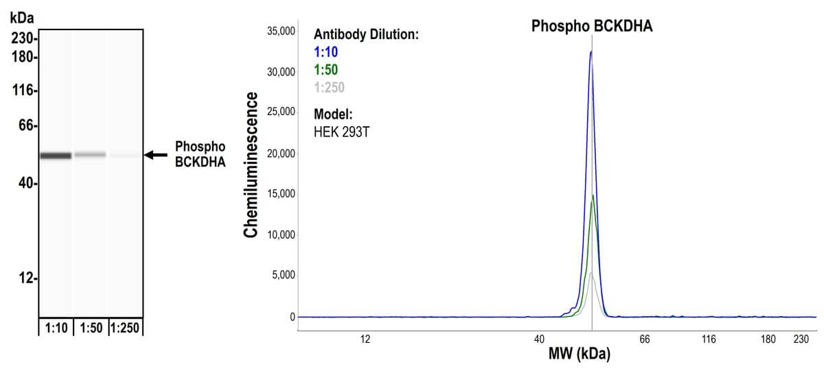 Simple Western: BCKDHA Antibody [NBP3-14681] - Detection of human pBCKDHA (S292) by Simple Western™. Samples: Whole cell lysate (0.08 mg/mL) from HEK293T cells prepared using NETN lysis buffer. Antibody: Rabbit anti-Phospho BCKDHA (S292) recombinant monoclonal antibody [BLR060F] (NBP3-14681) used at 1:10, 1:50, and 1:250. Separation and Detection: SallySue ProteinSimple instrument with the 12-230 kDa separation module and anti-Rabbit detection module. Left Panel: Virtual Lane View. Right Panel: Electropherogram. Image validated internally.