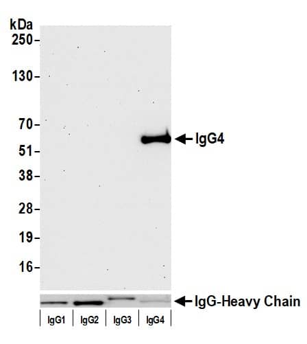 Western Blot Ig gamma-4 Chain C Region Antibody (BLR113H)