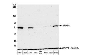 Whole cell lysate (50 µg) from PANC-1, HeLa, A-549,Jurkat, HEK293T, K-562, U2OS, and HT-29 cells preparedusing NETN lysis buffer. Antibody: Rabbit anti-SMAD3recombinant monoclonal antibody [BLR144J] used at 1:1000. Secondary: HRP-conjugated goat antirabbit IgG.Chemiluminescence with anexposure time of 3 minutes. Lower Panel: Rabbit antiCOPB2 antibody.