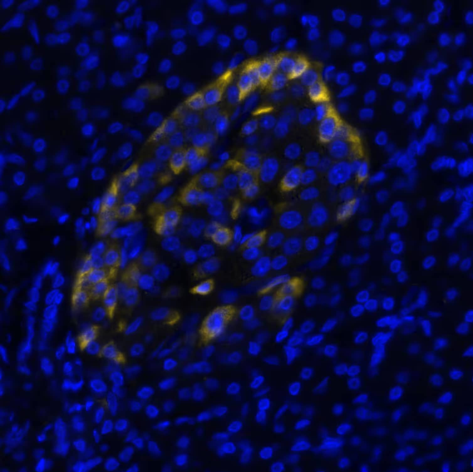 FAP was detected in immersion fixed paraffin-embedded sections of human Pancreas using Rabbit Anti-Human FAP, Monoclonal Antibody (Catalog# NBP3-14728) at 1:100 dilution at 37°Celsius for 4 minutes. Before incubation with the primary antibody, tissue underwent an all-in-one dewaxing and antigen retrieval preprocessing using PreTreatment Module (PT Module) and Dewax and HIER Buffer H (pH 9; Epredia Catalog # TA-999-DHBH). Tissue was stained using the Alexa Fluor™ Plus 647 Goat anti-Rabbit IgG Secondary Antibody at 1:200 at 37 ° Celsius for 2 minutes. (Yellow; Lunaphore Catalog # DR647RB) and counterstained with DAPI (blue; Lunaphore Catalog # DR100). Specific staining was localized to the cytoplasm of pancreatic islet cells. Protocol available in COMET™ Panel Builder.