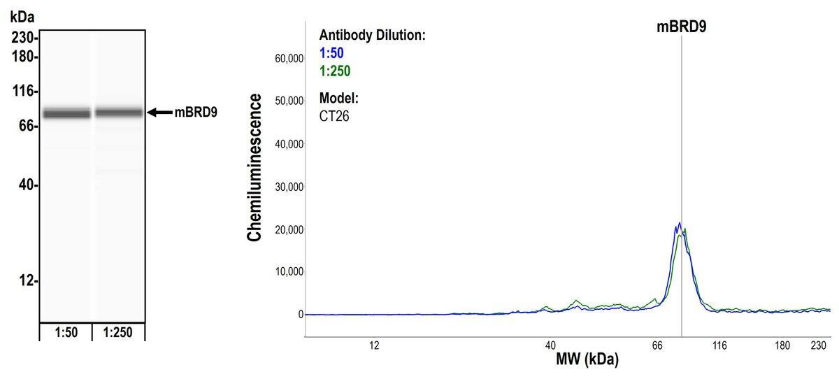 Simple Western: BRD9 Antibody [NBP3-14730] - Detection of mouse BRD9 by Simple Western. Samples: Whole cell lysate (2.0 mg/mL) from CT26 cells prepared using NETN lysis buffer. Antibody: Rabbit anti-BRD9 recombinant monoclonal antibody [BLR153J] (NBP3-14730) used at 1:50 and 1:250. Separation and Detection: SallySue ProteinSimple instrument with the 12-230 kDa separation module and anti-Rabbit detection module. Left Panel: Virtual Lane View. Right Panel: Electropherogram. Image internally validated.